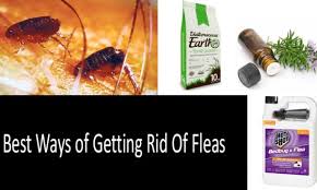 how to get rid of fleas in house yard