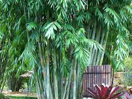 How Does Bamboo Grow Bamboo Van Diemen
