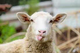 58,663 Cute Sheep Stock Photos, Pictures & Royalty-Free Images - iStock