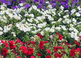 Get ftd® flower delivery today! Red White And Blue Flower Garden Planting A Flower Bed Flower Magazine