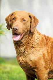 The puppies in this litter are from akc registered parents and can also be registered with the akc. The Chesapeake Bay Retriever Modern Dog Magazine