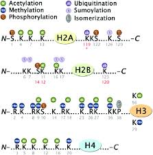The large number of known ptms highlights the many ways that cells can modify their proteins to respond to diverse stimuli. Posttranslational Modifications Associated With Yeast Histones Download Scientific Diagram