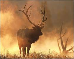 bull elk big elk hd wallpaper pxfuel