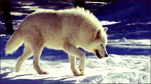 Arctic Wolf Their Height Ranges From About 25 31 Inches