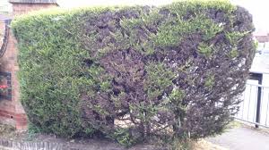 The opposite of an 'evergreen' tree is a 'nevergreen' tree. Private Hedge Dying How To Save Them Bbc Gardeners World Magazine