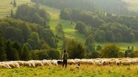can-sheep-survive-without-a-shepherd