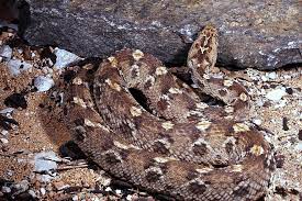 the most venomous snakes of egypt