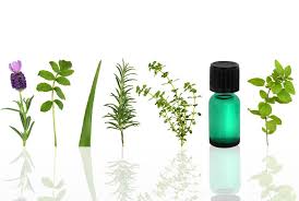 Image result for Natural Oils and Herbs