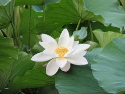 Image result for white lotus