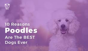 They are all big and bouncy with lovely wavy coats developing. 10 Reasons Poodles Are The Best Dogs Ever
