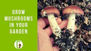 how to grow mushrooms in your garden