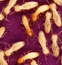 how to get rid of termites effective