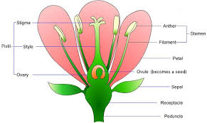 Identifies male reproductive system (anther, filament) and female reproductive system (stigma, style, ovary, ovule) of a flowering plant. Learn Flower Reproductive Organ In Plants Meaning Concepts Formulas Through Study Material Notes Embibe Com