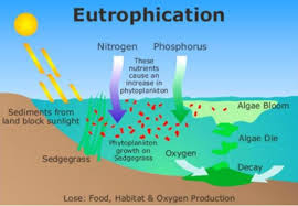 Everything You Need To Know About Eutrophication Byjus
