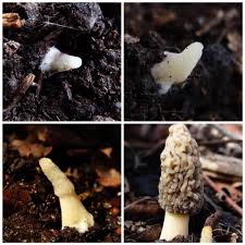 morel mushroom growth stus the