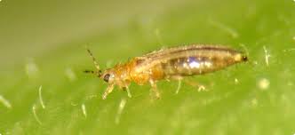 Chemical control of western flower thrips | Agriculture and Food