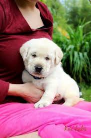 They also have their dewclaws removed. Akc English American Labrador Retriever Puppies For Sale In Oregon City Oregon Classified Americanlisted Com