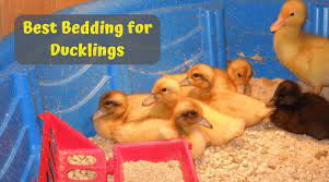 best bedding for ducklings choose the