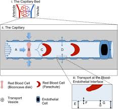 Nanoparticles Under Blood Flow