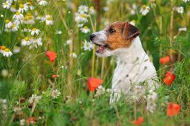 Toxic Plants For Dogs Guide To