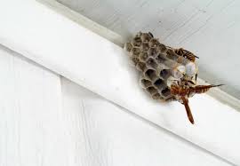 homemade wasp trap easy diy pest