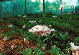 mykoweb mushrooms in the garden