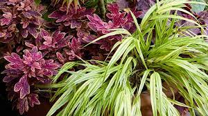 Best Foliage Plants For Containers