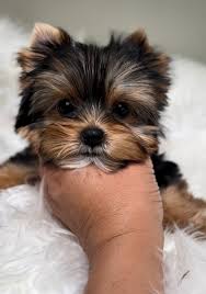 available san francisco yorkie puppies
