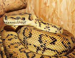 13 hering python facts about the