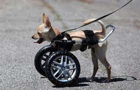 I decided to make a wheelchair so he could walk. Guaranteed Fit Custom Made Pet Wheelchair Ruff Rollin Dog Wheelchair Diy Dog Wheelchair Support Dog