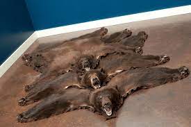 cinnamon black bear skin rugs furcanada