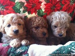 No shedding will be about 16 to 18 lbs. Cockapoo Puppies Price 600 For Sale In Oswego Illinois Best Pets Online