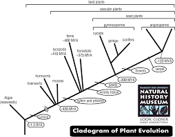 Plant Evolution Cladogram