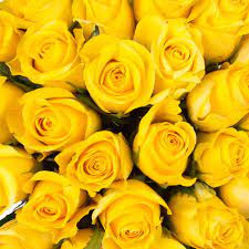 yellow roses 50 cm fresh cut 100