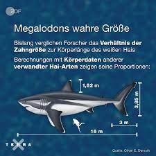 Der megalodon war der größte hai, der je gelebt hat. Terra X Der Urzeit Hai Megalodon War Kein Vorfahre Des Weissen Hais Neue Zahlen Ergeben Ein Genaueres Bild Facebook