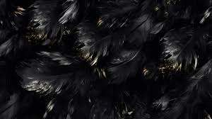 black wings stock photos images and