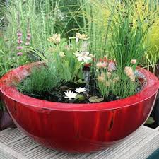 Making Mini Water Gardens Container