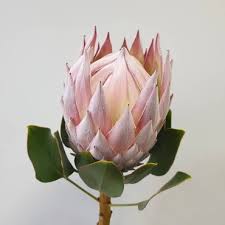 Check out our proteas selection for the very best in unique or custom, handmade pieces from our bouquets shops. Protea Bouquet Order And Deliver Flowers Thuisbloemist