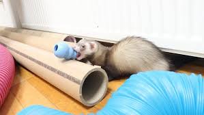 best ferret toys s tunnels ball