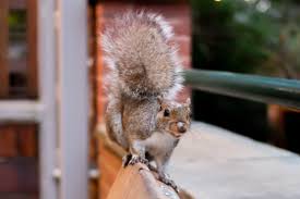 Squirrels in the neighborhood can either be a delight or a nuisance. Best Squirrel Poison How I Get Rid Of