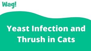 yeast infection and thrush in cats