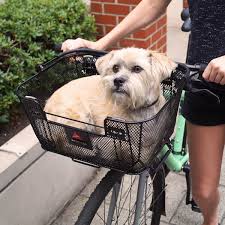 A dog basket on your bicycle means comfort bike baskets for dogs are easy to mount on the handlebars or luggage carrier. Top 12 Best Dog Bike Baskets And Trailers A 2020 Buying Guide Furbabyguide Com