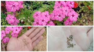 how to collect seeds from flower plant
