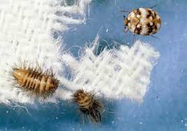 do carpet beetles travel with you