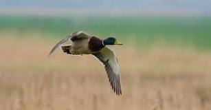 how-long-can-a-duck-can-fly