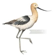american avocet ilration by