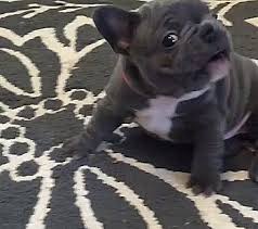 No, french bulldogs cannot swim well. Frenchie Wants To Say Hello Gif On Imgur