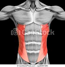 Muscle anatomy body anatomy anatomy art anatomy drawing human anatomy anatomy organs heart anatomy figure drawing reference character anatomy | torso. 3d Illustration Concept Of Human Muscular System Torso Muscles Abdominal External Oblique Muscle Anatomy Canstock