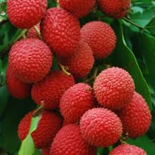 Buy Litchi Fruit Plant In India