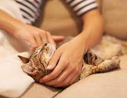 By being aware earlier, then you can prevent the condition from being worse. What To Do If You Find A Lump On Your Cat